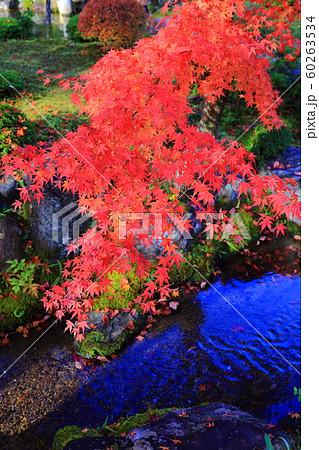 京都 大寧軒 紅葉 京都 大寧軒 紅葉 60263534