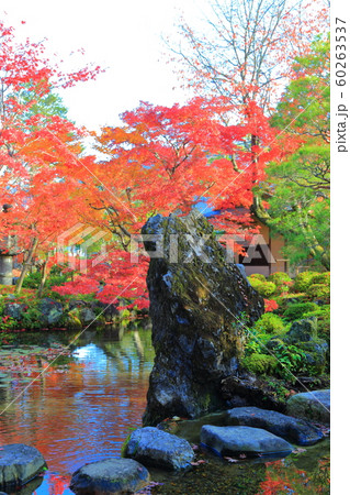 京都 大寧軒 紅葉 京都 大寧軒 紅葉 60263537