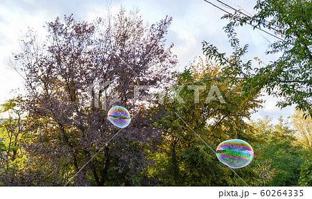big soap bubbles on the background of trees 60264335