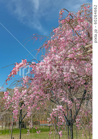 京都 上賀茂神社の春景色 斎王桜 京都 上賀茂神社の春景色 斎王桜 60264662