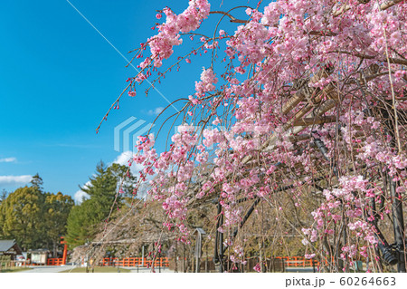 京都 上賀茂神社の春景色 斎王桜の写真素材