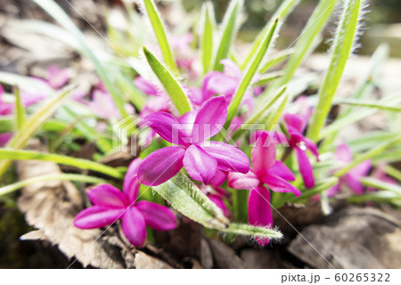 アッツザクラ　百合が原公園（温室） 60265322