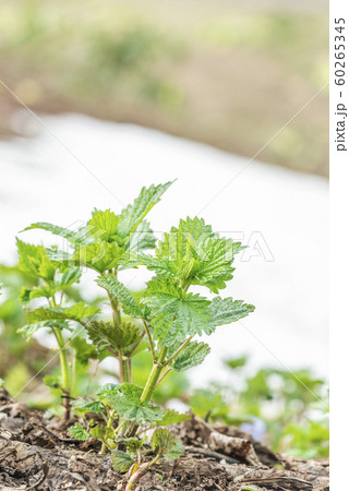 エゾイラクサと残雪　札幌市 60265345