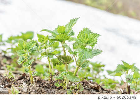 エゾイラクサと残雪　札幌市 60265348