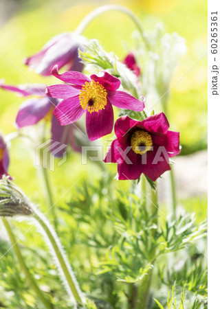 セイヨウオキナグサ 百合が原公園 セイヨウオキナグサ 百合が原公園 60265361