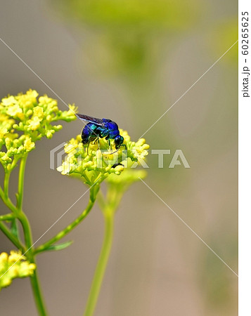 オミナエシの花の蜜を吸うオオセイボウ(青いハチ) オミナエシの花の蜜を吸うオオセイボウ(青いハチ) 60265625