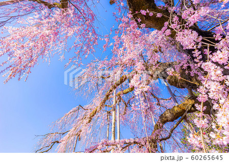 慈雲寺の枝垂桜　イトザクラ　【山梨県】 60265645