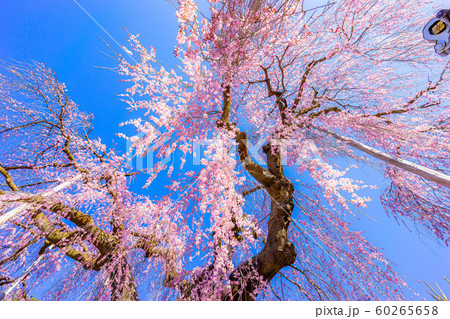 慈雲寺の枝垂桜 イトザクラ 【山梨県】 慈雲寺の枝垂桜 イトザクラ 【山梨県】 60265658