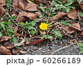 道端のたんぽぽ 60266189