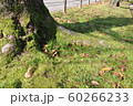 公園の木の根 60266233