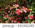 公園の花 60266280
