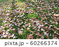 芝生の上の落ち葉 60266374