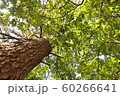公園の木 60266641