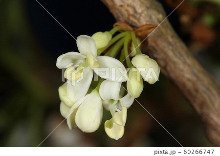 自然　植物　ヒイラギ、雌花です。花冠は四裂で雄しべが二本、真ん中から花柱の長い雌しべが突き出ます 60266747