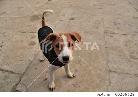 インドの世界遺産のワラーナシー ガンジス川沿いのガートで生活する子犬 セーターを着た可愛い姿 インドの世界遺産のワラーナシー ガンジス川沿いのガートで生活する子犬 セーターを着た可愛い姿 60266928