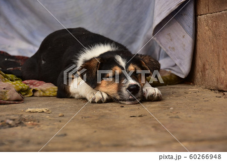 インドのワラーナシー　ガンジス川沿いのガートで生活する野良犬の親子　昼寝する可愛い子犬 60266948