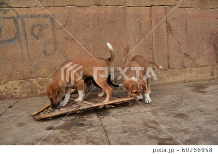 インドのワラーナシー　ガンジス川沿いのガートで生活する野良犬の親子　可愛い子犬の群れ 60266958