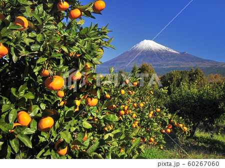 ミカン畑と富士山-3844 60267060