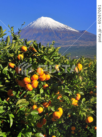 ミカン畑と富士山-3845 60267061