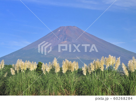 パンパスグラスと富士山-4619 60268284