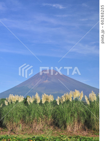 パンパスグラスと富士山-4620 60268285