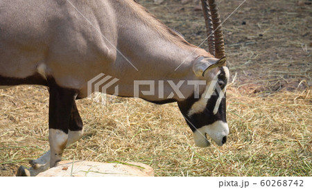Gemsbok, Onyx gazelle,dominant Gemsbok antelope Gemsbok, Onyx gazelle,dominant Gemsbok antelope 60268742