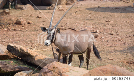 Gemsbok, Onyx gazelle,dominant Gemsbok antelope Gemsbok, Onyx gazelle,dominant Gemsbok antelope 60268743