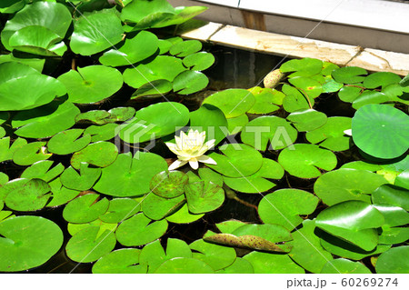 蓮の花 蓮の花 60269274