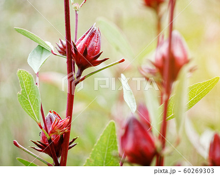 Roselle good properties reduce blood pressure, Roselle good properties reduce blood pressure, 60269303