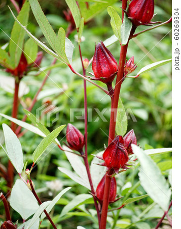 Roselle good properties reduce blood pressure, Roselle good properties reduce blood pressure, 60269304