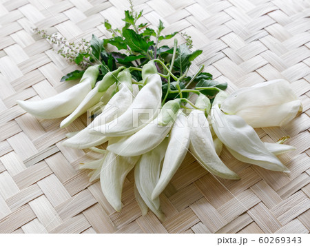 Agasta,Sesban, Vegetable Humming bird, 60269343