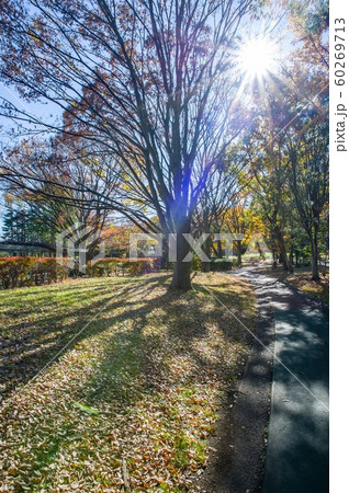 12月正午過ぎ埼玉県久喜菖蒲公園内逆光でけやきの影を撮影 12月正午過ぎ埼玉県久喜菖蒲公園内逆光でけやきの影を撮影 60269713