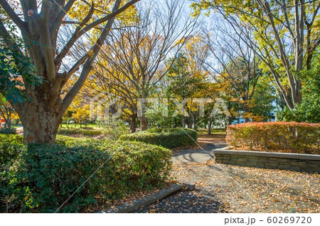 12月正午過ぎ埼玉県久喜菖蒲公園内秋冬の風景 12月正午過ぎ埼玉県久喜菖蒲公園内秋冬の風景 60269720