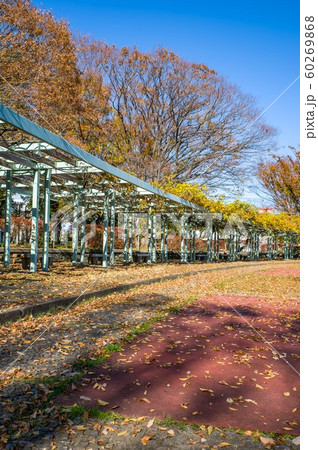 12月正午過ぎ埼玉県久喜菖蒲公園内紅葉と枯れ葉 60269868