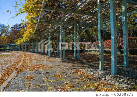 12月正午過ぎ埼玉県久喜菖蒲公園内紅葉と落ち葉 12月正午過ぎ埼玉県久喜菖蒲公園内紅葉と落ち葉 60269875