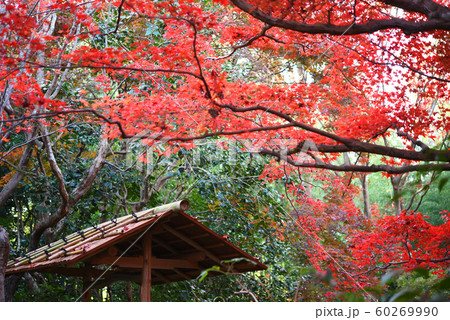 厭離庵紅葉 厭離庵紅葉 60269990
