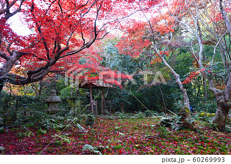 厭離庵紅葉 厭離庵紅葉 60269993