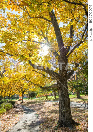 12月正午過ぎ埼玉県久喜菖蒲公園内秋冬黄葉プラタナスと太陽 12月正午過ぎ埼玉県久喜菖蒲公園内秋冬黄葉プラタナスと太陽 60270074