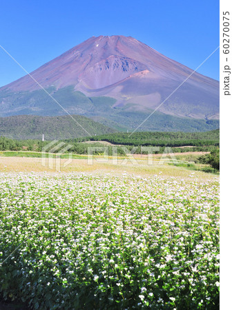 蕎麦畑と富士山-3990 蕎麦畑と富士山-3990 60270075