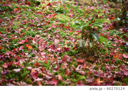 厭離庵紅葉 厭離庵紅葉 60270124