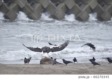 エゾシカの亡骸に群れるオオワシとカラス（北海道） 60270345
