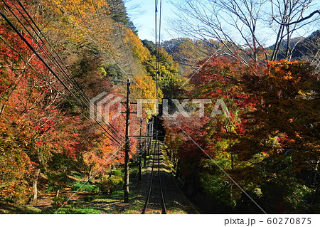 12月　高尾山ｹｰﾌﾞﾙｶｰ車窓の紅葉・八王子45 60270875
