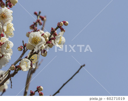 白い梅の花 白い梅の花 60271019