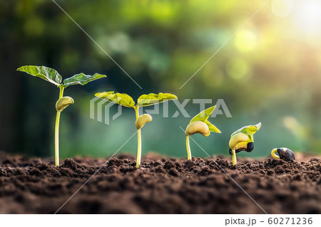 soybean growth in farm with green leaf background. soybean growth in farm with green leaf background. 60271236