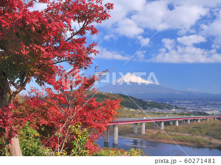 モミジと富士山-6444 60271481