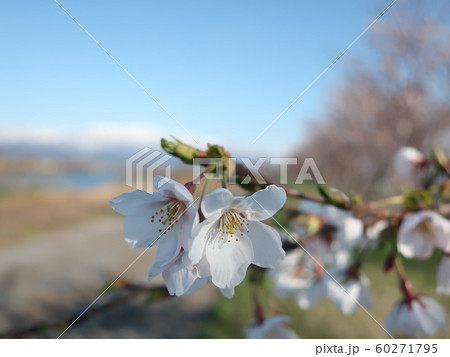 新潟県　加治川堤桜 60271795
