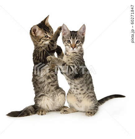 Two small grey kittens playing standing up on 60271847