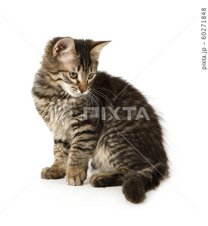 Sweet grey striped kitten sitting on a white 60271848