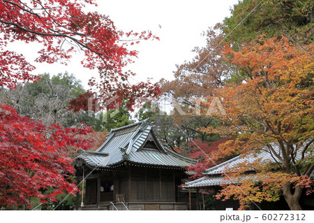平林寺の紅葉　埼玉県 60272312