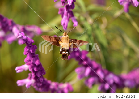 メキシカンブッシュでホバリングしながら吸蜜するホウジャク 60273351
